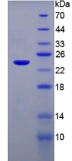 Recombinant TAK1 Like Protein (TAK1L)