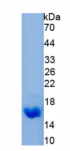 Recombinant Mucin 3B, Cell Surface Associated (MUC3B)