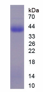 Recombinant Wingless Type MMTV Integration Site Family, Member 5A (WNT5A)