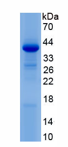 Recombinant Wingless Type MMTV Integration Site Family, Member 9B (WNT9B)