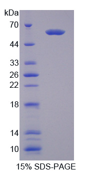 RPP566Mu01.jpg