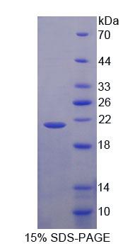 Recombinant Neuroblastoma, Suppression Of Tumorigenicity 1 (NBL1)