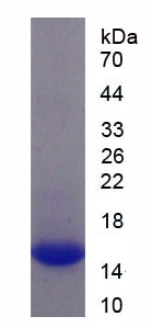 Recombinant Keratin 81 (KRT81)