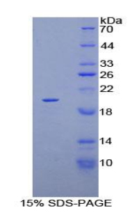 Recombinant Keratin 81 (KRT81)