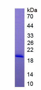 Recombinant Histone Cluster 1, H4a (HIST1H4A)