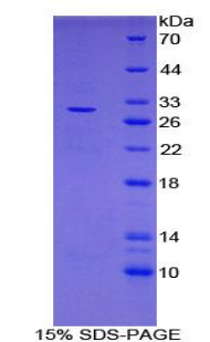 Recombinant Leucine Rich Repeat Containing Protein 32 (LRRC32)