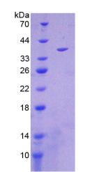 Recombinant NADH Dehydrogenase 1 (ND1)