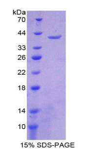 RPQ301Hu02.jpg