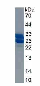 Recombinant NADH Dehydrogenase 1 (ND1)