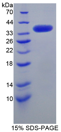 RPQ342Hu01.jpg