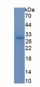 Recombinant C1q And Tumor Necrosis Factor Related Protein 6 (C1QTNF6)