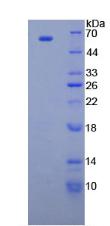 Recombinant CUB And Zona Pellucida Like Domains Protein 1 (CUZD1)