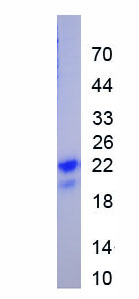 Recombinant Placenta Specific Protein 9 (PLAC9)