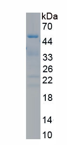RPR078Hu01.jpg