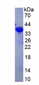 RPR295Hu01.jpg