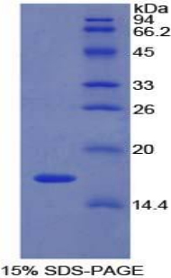 Recombinant Ly1 Antibody Reactive Homolog (LYAR)