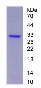 Recombinant Protease, Serine 33 (PRSS33)