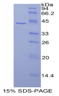 Recombinant Histone Cluster 1, H2ag (HIST1H2AG)