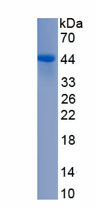 Recombinant Neuron Derived Neurotrophic Factor (NDNF)