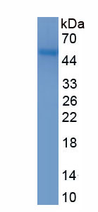 Recombinant Family With Sequence Similarity 131, Member C (FAM131C)