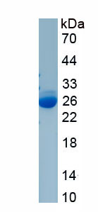 Recombinant Modulator Of Retrovirus Infection Homolog (MRI)