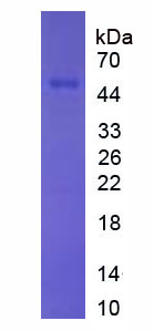 Recombinant Maltose Binding Protein (MBP)