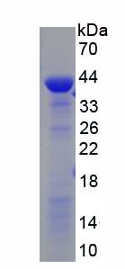 RPX261Pl01.jpg