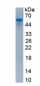 Recombinant Interleukin 23 (IL23)