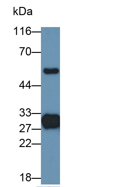 HRP-Linked Rabbit Anti-Bovine IgG Polyclonal Antibody