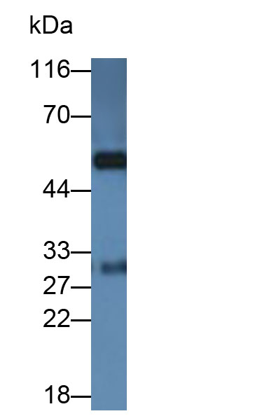 None-Linked Rabbit Anti-Cavia IgG Polyclonal Antibody