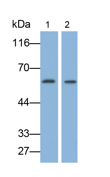 None-Linked Rabbit Anti-Human IgG Polyclonal Antibody