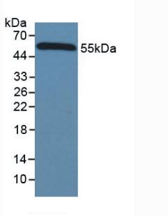 HRP-Linked Caprine Anti-Mouse IgG Polyclonal Antibody