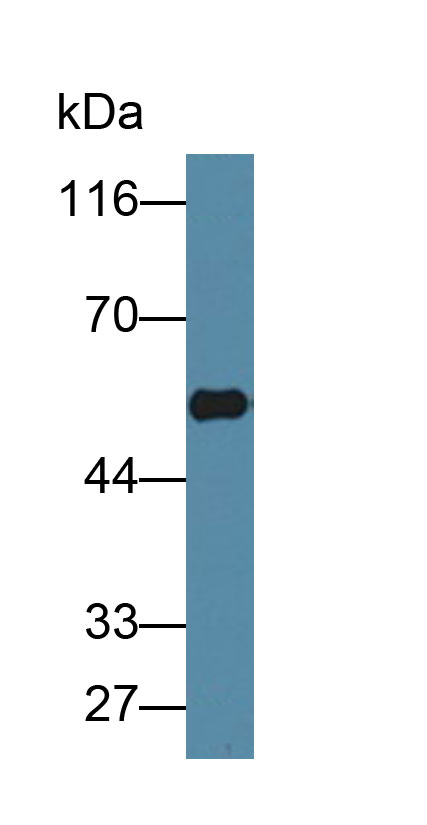 HRP-Linked Rabbit Anti-Ovine IgG Polyclonal Antibody