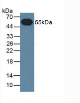 None-Linked Caprine Anti-Rabbit IgG Polyclonal Antibody