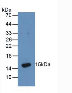 Anti-Hexa Histidine (H6) Tag Monoclonal Antibody