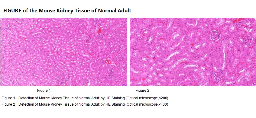Mouse Kidney Tissue of Normal Adult