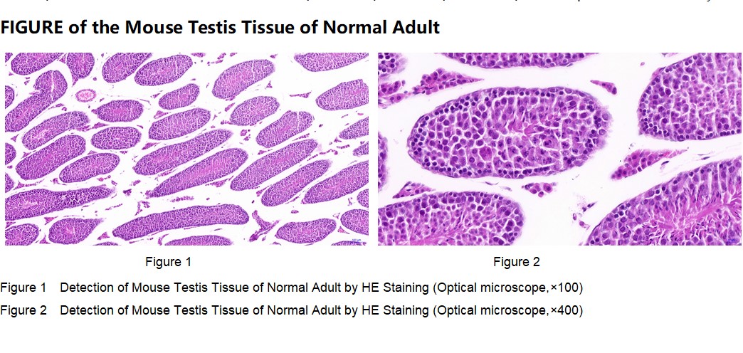 Mouse Testis Tissue of Normal Adult