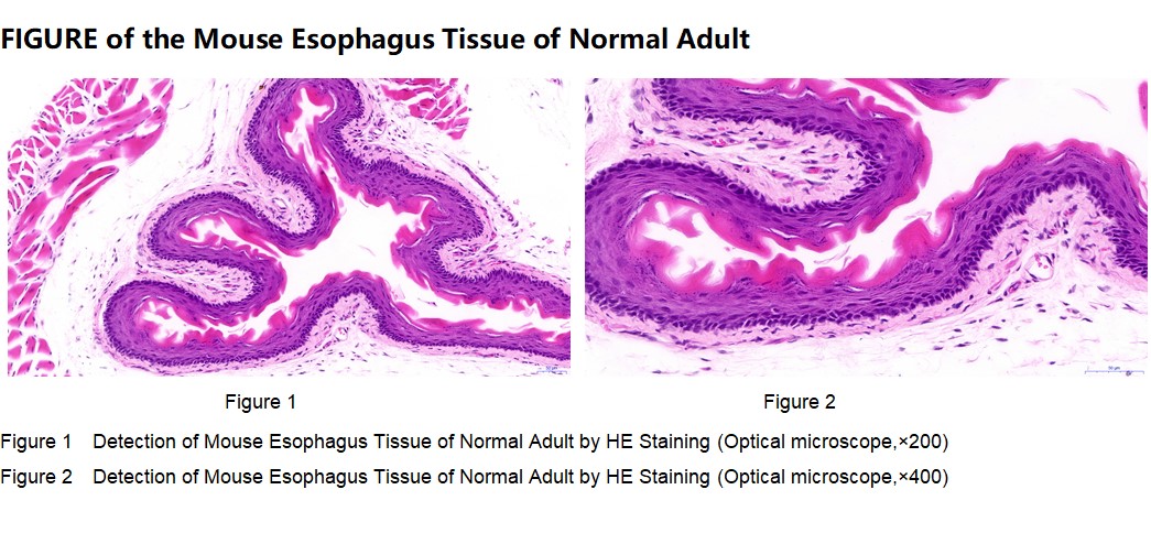 Mouse Esophagus Tissue of Normal Adult