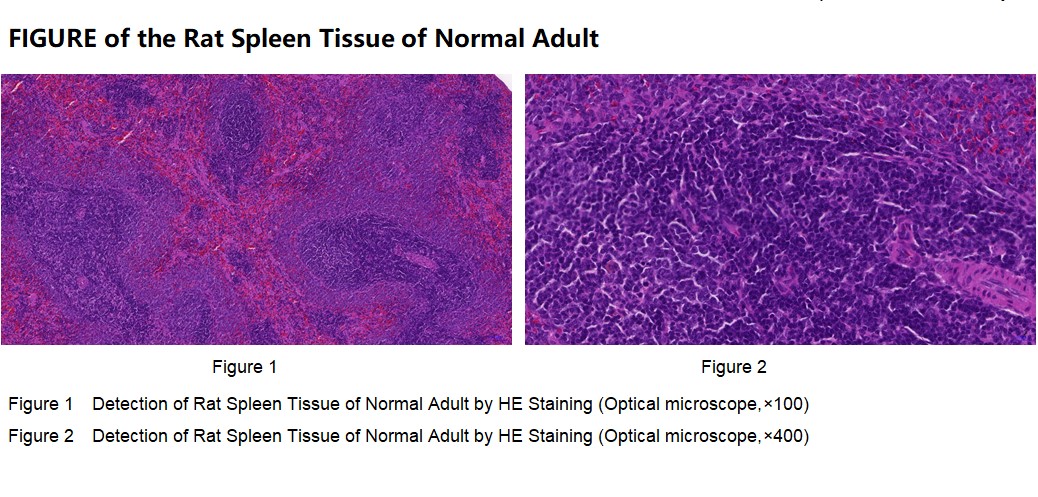 Rat Spleen Tissue of Normal Adult