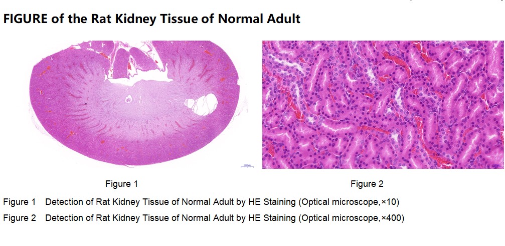 Rat Kidney Tissue of Normal Adult