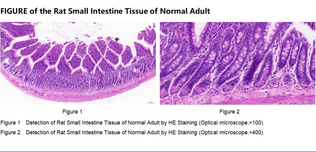 Rat Small Intestine Tissue of Normal Adult