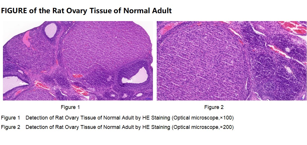 Rat Ovary Tissue of Normal Adult