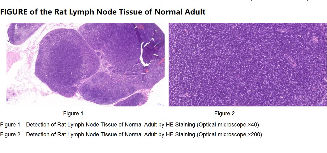 Rat Lymph Node Tissue of Normal Adult