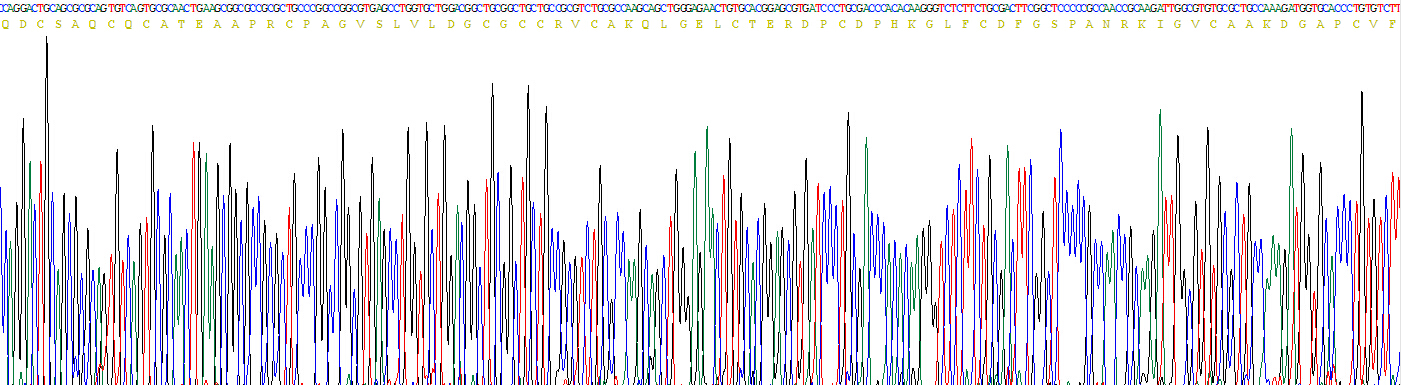 Active Connective Tissue Growth Factor (CTGF)