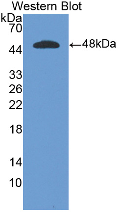 Active Interferon Alpha (IFNa)