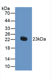 Active Interferon Alpha (IFNa)