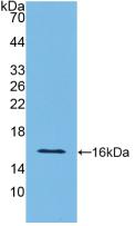 Active Interferon Gamma (IFNg)