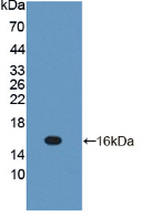 Active Interleukin 13 (IL13)