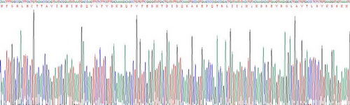 Active Interleukin 18 (IL18)