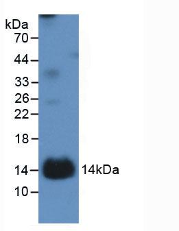 Active Interleukin 1 Receptor Type I (IL1R1)